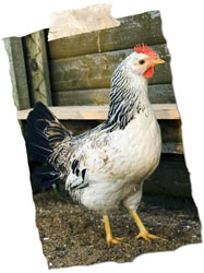 Image of Local Fresh Farm Chicken 